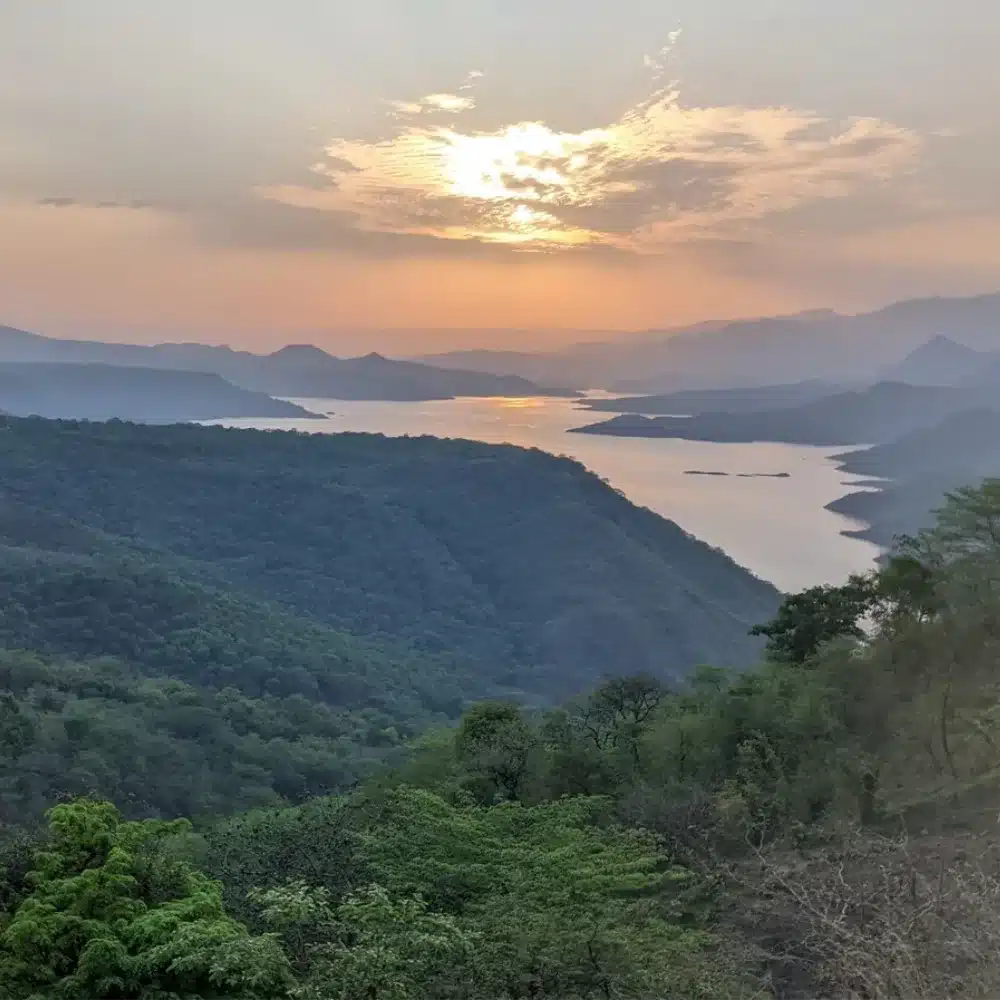 icon plant tree landscape sunset