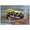 Small Rocks In River Aluminum Print