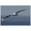 Flying Gannet Aluminum Print