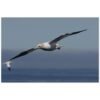 Flying Gannet Poster