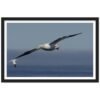 Flying Gannet Framed Poster