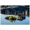 Lava Rocks in Pond Iceland Aluminum Print